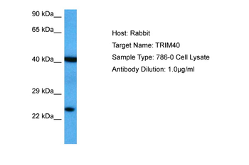 TRIM40 antibody