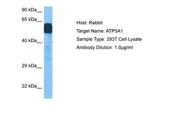 ATP5F1A antibody