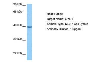 GYG1 antibody