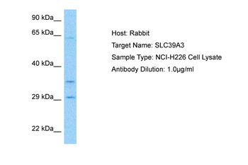 SLC39A3 antibody