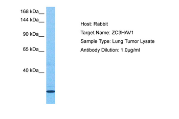 ZC3HAV1 antibody