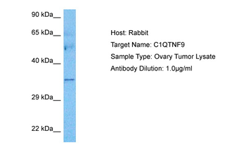 C1QTNF9 antibody