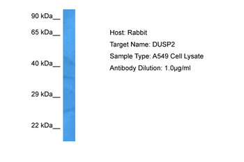 DUSP2 antibody