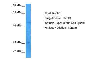 TAF1D antibody