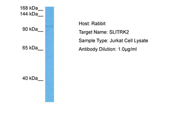 SLITRK2 antibody
