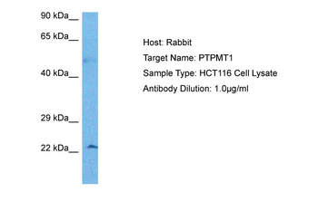 PTPMT1 antibody