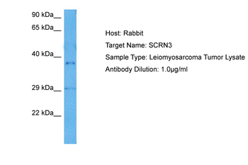 SCRN3 antibody