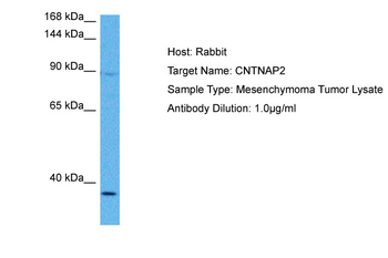 CNTNAP2 antibody