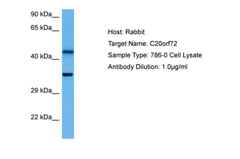 MGME1 antibody