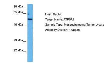 ATP5F1A antibody