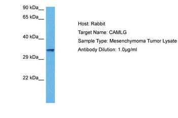 CAMLG antibody