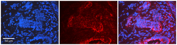 CDK9 antibody