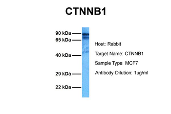 CTNNB1 antibody