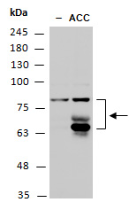 ETR2 (C) antibody