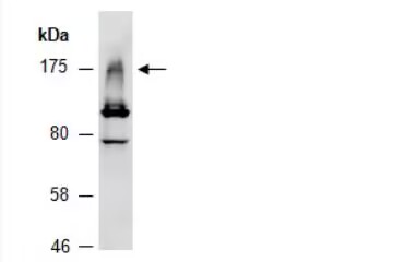 FLS2 (N) antibody