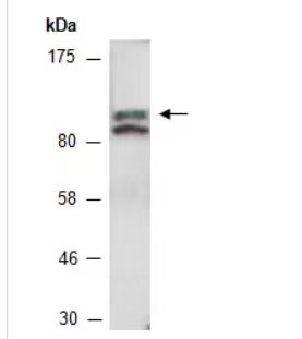 FLS2 (C) antibody
