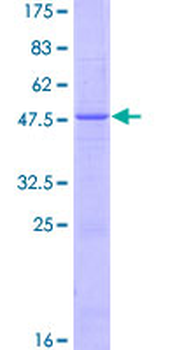 IFNA14 (Human) Recombinant Protein (P01)