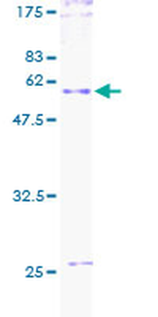 TNFRSF7 (Human) Recombinant Protein (P01)