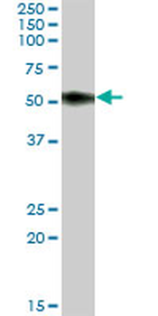 SLAMF6 MaxPab mouse polyclonal antibody (B01)