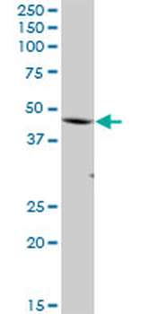 FBXO28 purified MaxPab mouse polyclonal antibody (B01P)