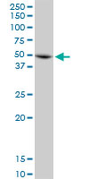 ANXA7 purified MaxPab mouse polyclonal antibody (B01P)