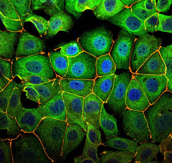 Multi-rAb CoraLite Plus 555-Goat Anti-Rabbit Recombinant Secondary Antibody (H+L)