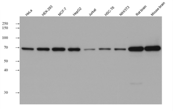 Multi-rAb HRP-Goat Anti-Rabbit Recombinant Secondary Antibody (H+L)