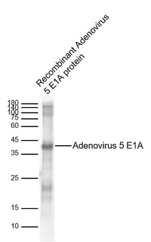 Adenovirus 5 E1A antibody