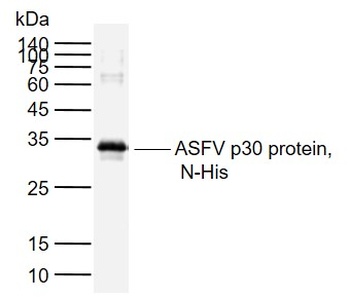 ASFV p30 antibody