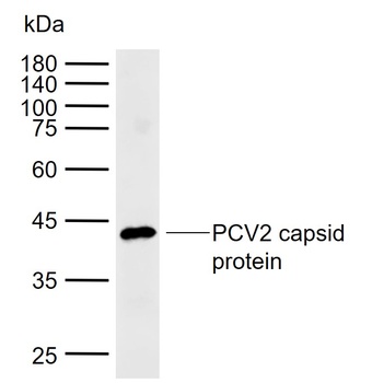 PCV2 capsid protein antibody
