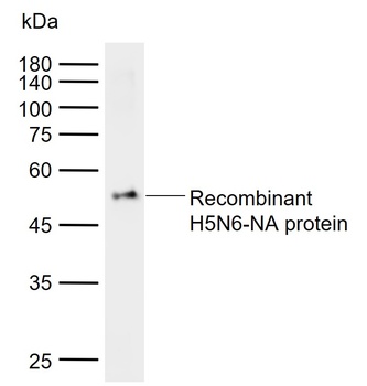 H5N6-NA antibody