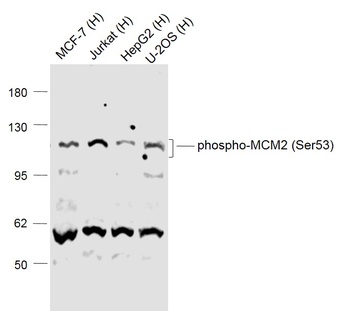 MCM2 (phospho-Ser53) antibody