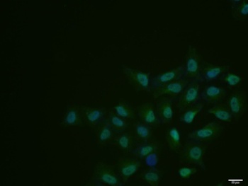 CDK7 (phospho-Thr170) antibody