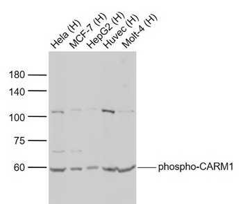 CARM1 (phospho-Ser228) antibody