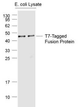 T7-tag antibody