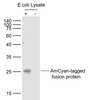 AmCyan antibody