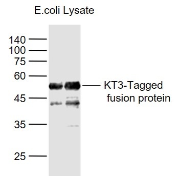 KT3-Tag antibody