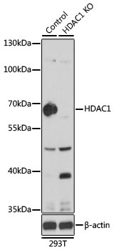 HDAC1 antibody