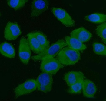 EIF5 Antibody (monoclonal, 2F13C4)