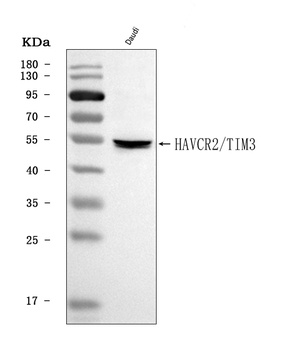 TIM 3/HAVCR2 Antibody