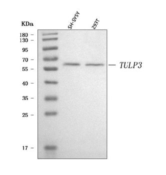 TULP3 Antibody