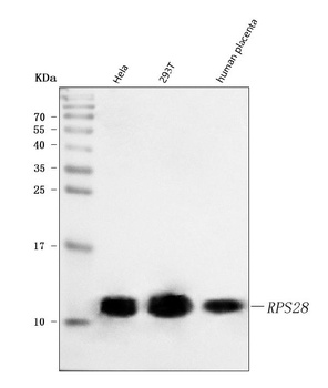 RPS28 Antibody
