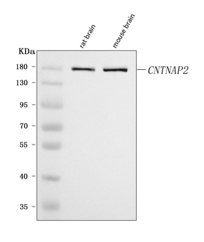 Caspr2/CNTNAP2 Antibody