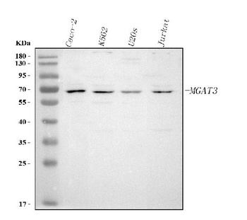 Anti-MGAT3 Antibody