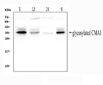 Mast Cell Chymase/CMA1 Antibody