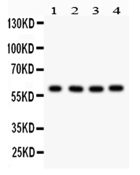 HRPT2/CDC73 Antibody