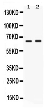 PVRL4/NECTIN4 Antibody