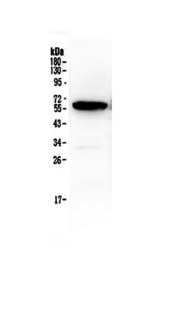 Syndecan-1/SDC1 Antibody