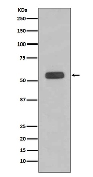 Caspase-8 CASP8 Rabbit Monoclonal Antibody
