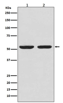 Caspase-8 Rabbit Monoclonal Antibody